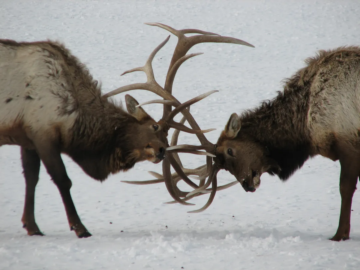 Two bull elk with full sets of antlers locked head to head on trampled snow.