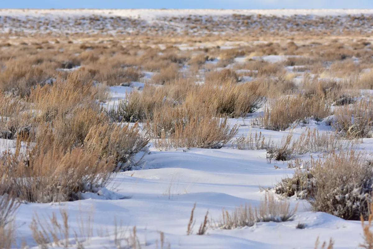 Gray-green sagebrush tops sticking up through a deep, rolling blanket of snow.