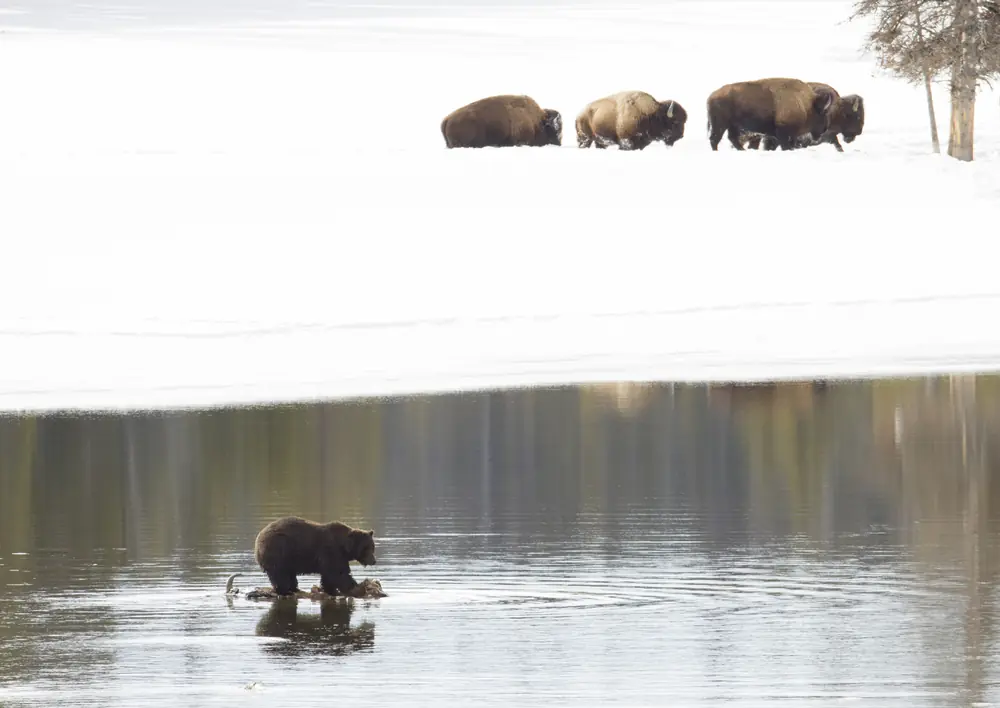 A grizzly bear feeding on a bison carcass in the Yellowstone River, with snow along the shore.