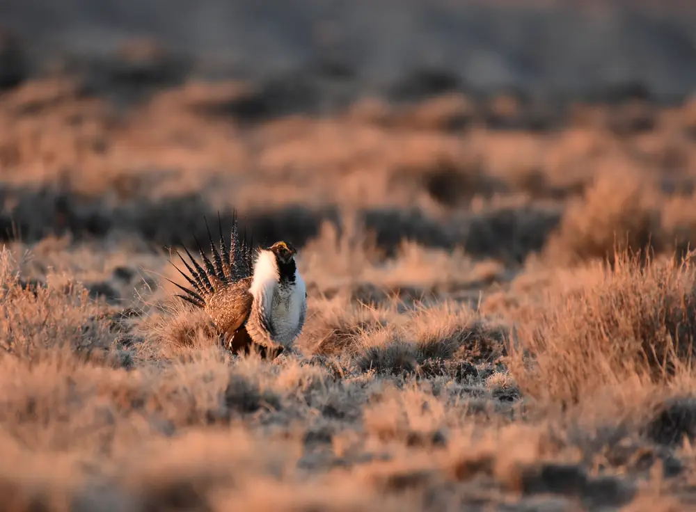 Greater sage-grouse on a lek in the sagebrush of southwestern Wyoming.