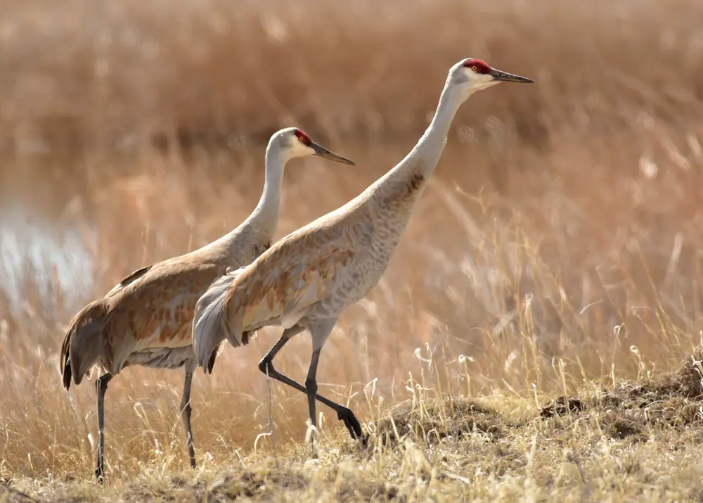A pair of greater sandhill cranes standing in a wet meadow on Seedskadee National Wildlife Refuge.