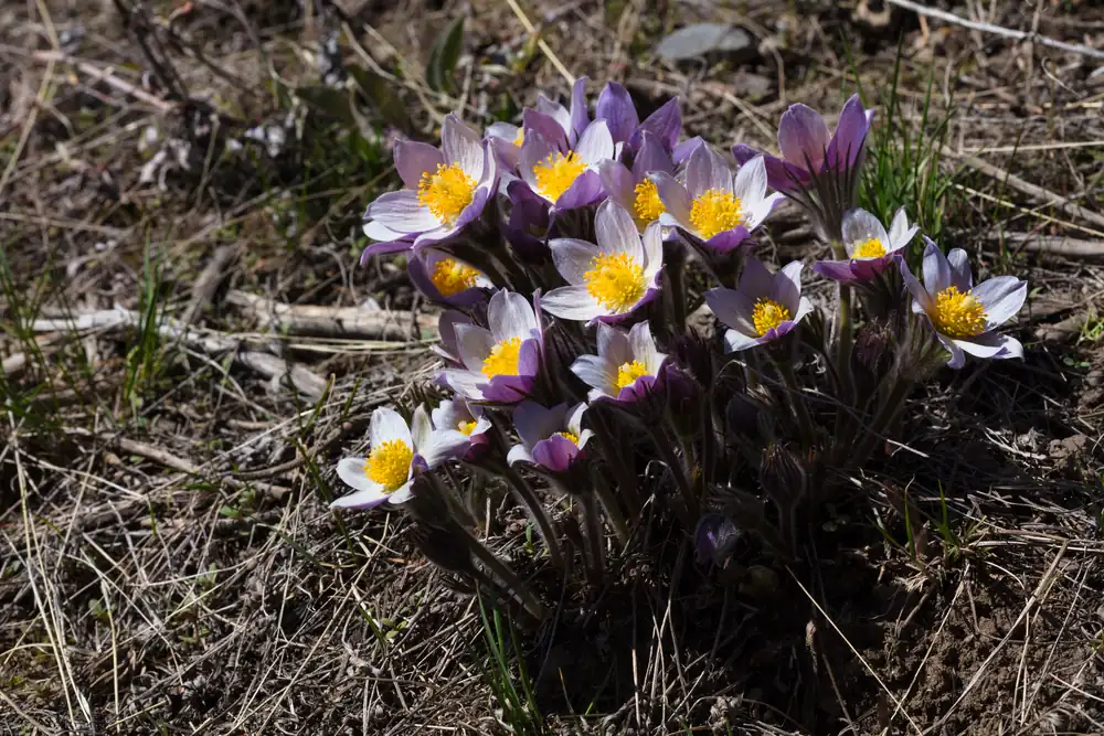 A patch of purple pasqueflowers with yellow centers blooming close to the ground on a bare slope.