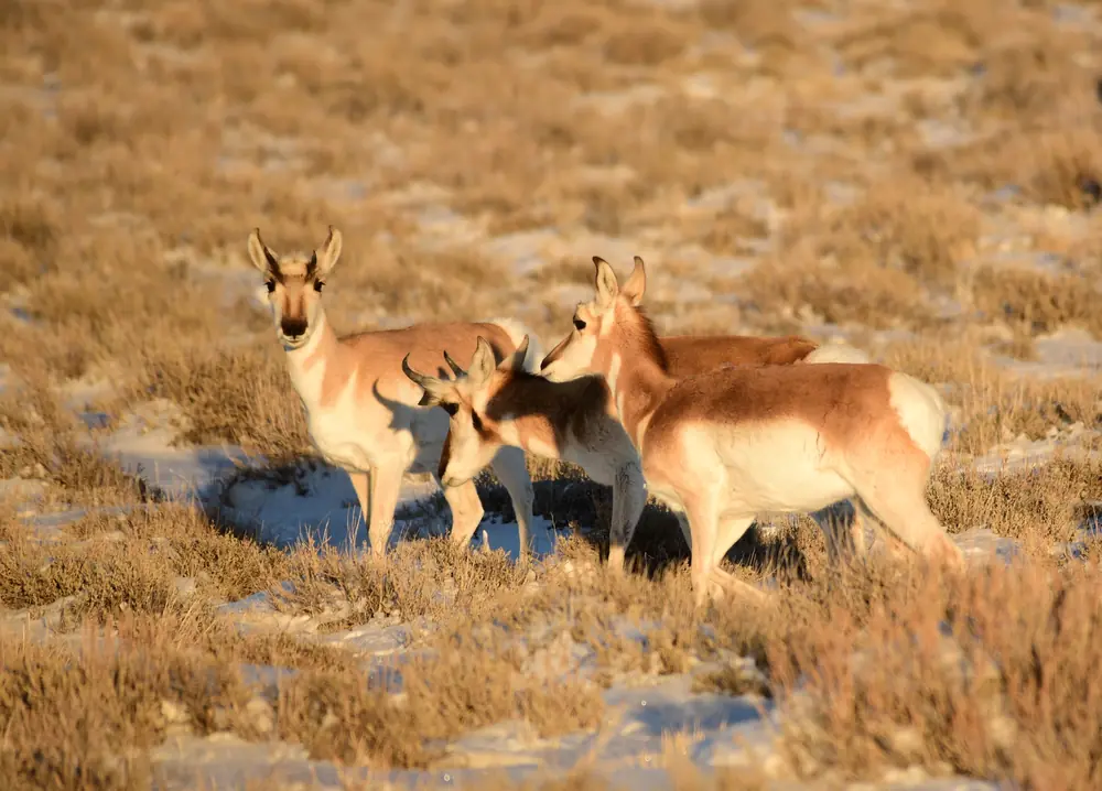Three pronghorn standing in dry sagebrush with patches of snow on the ground.