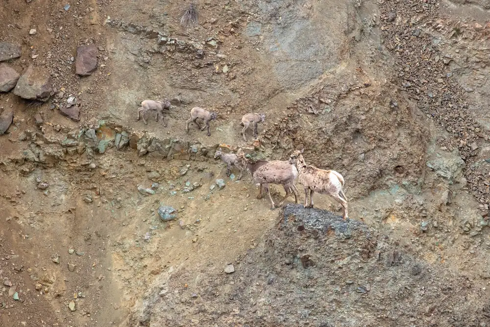 Bighorn sheep ewes and small lambs standing on a rocky slope in a river canyon.