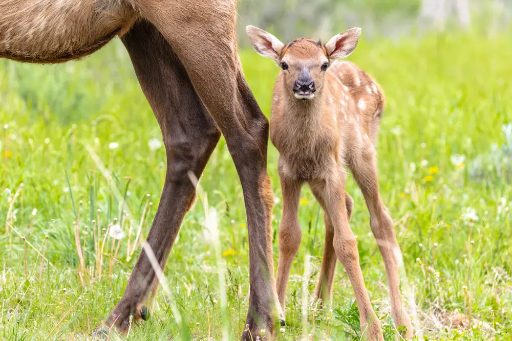 A tan elk calf standing close beside its mother on green grass in Yellowstone.