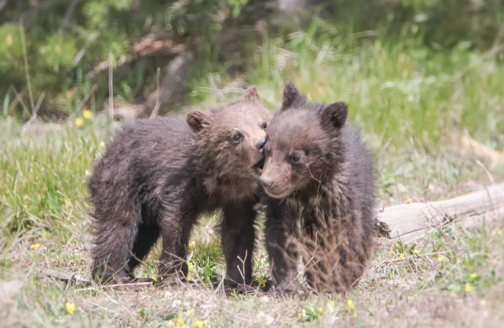 Two grizzly bear cubs standing in a spring meadow in Yellowstone National Park.