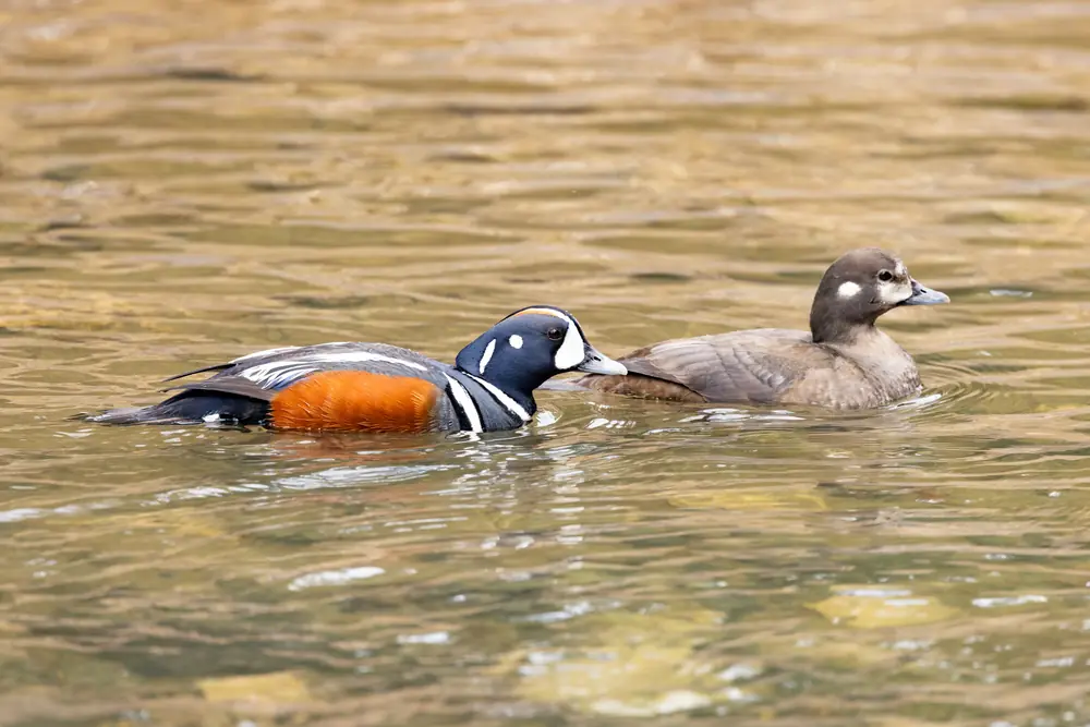 A male and female harlequin duck standing on a rock in a fast stream.
