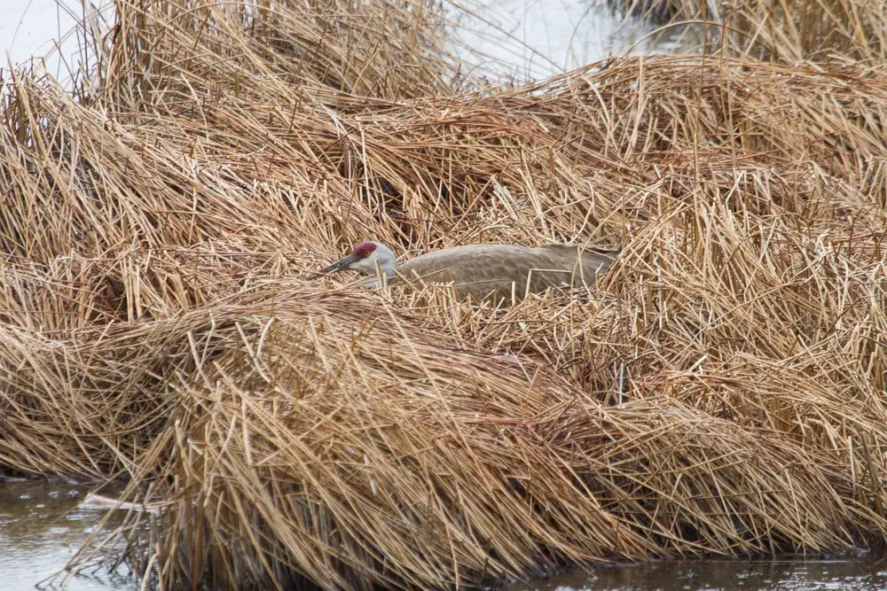A sandhill crane sitting low on a nest in a wet meadow.