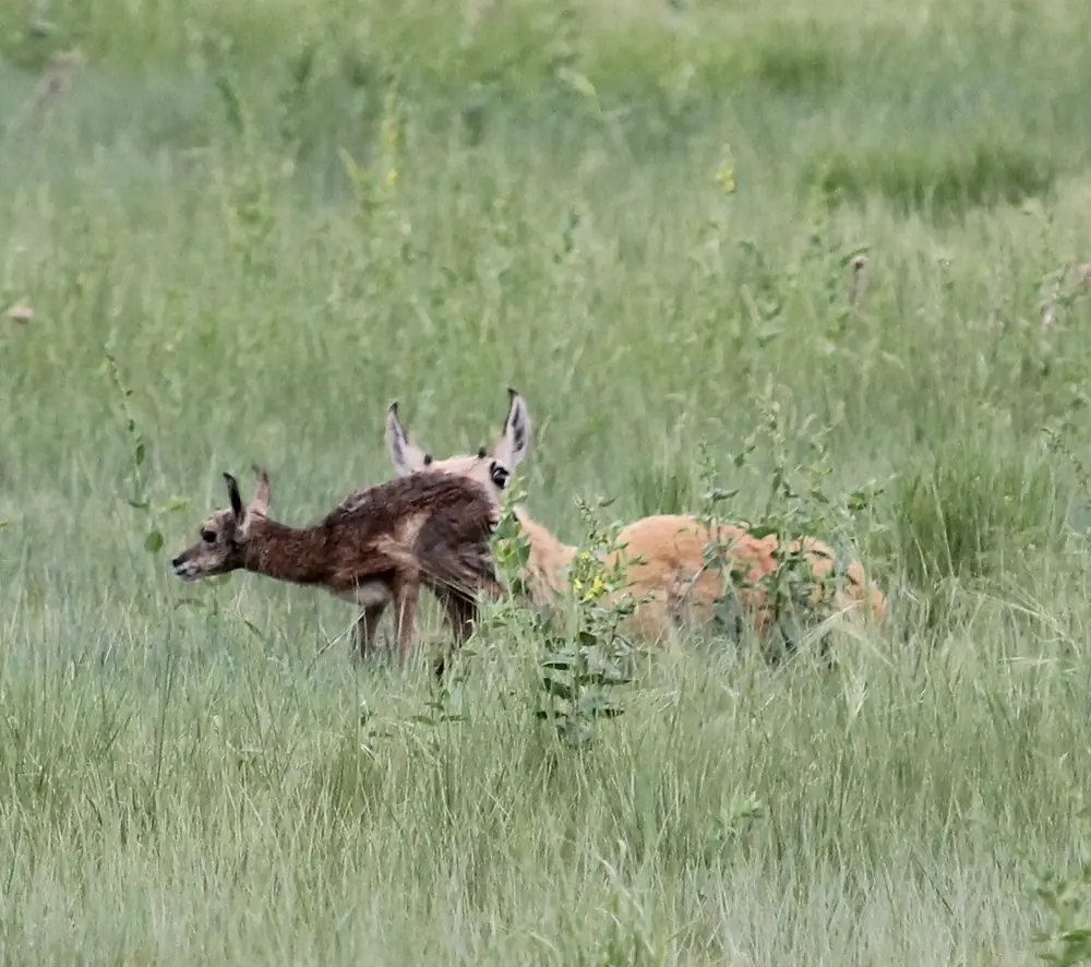 A mother pronghorn standing in grass beside a newborn fawn.