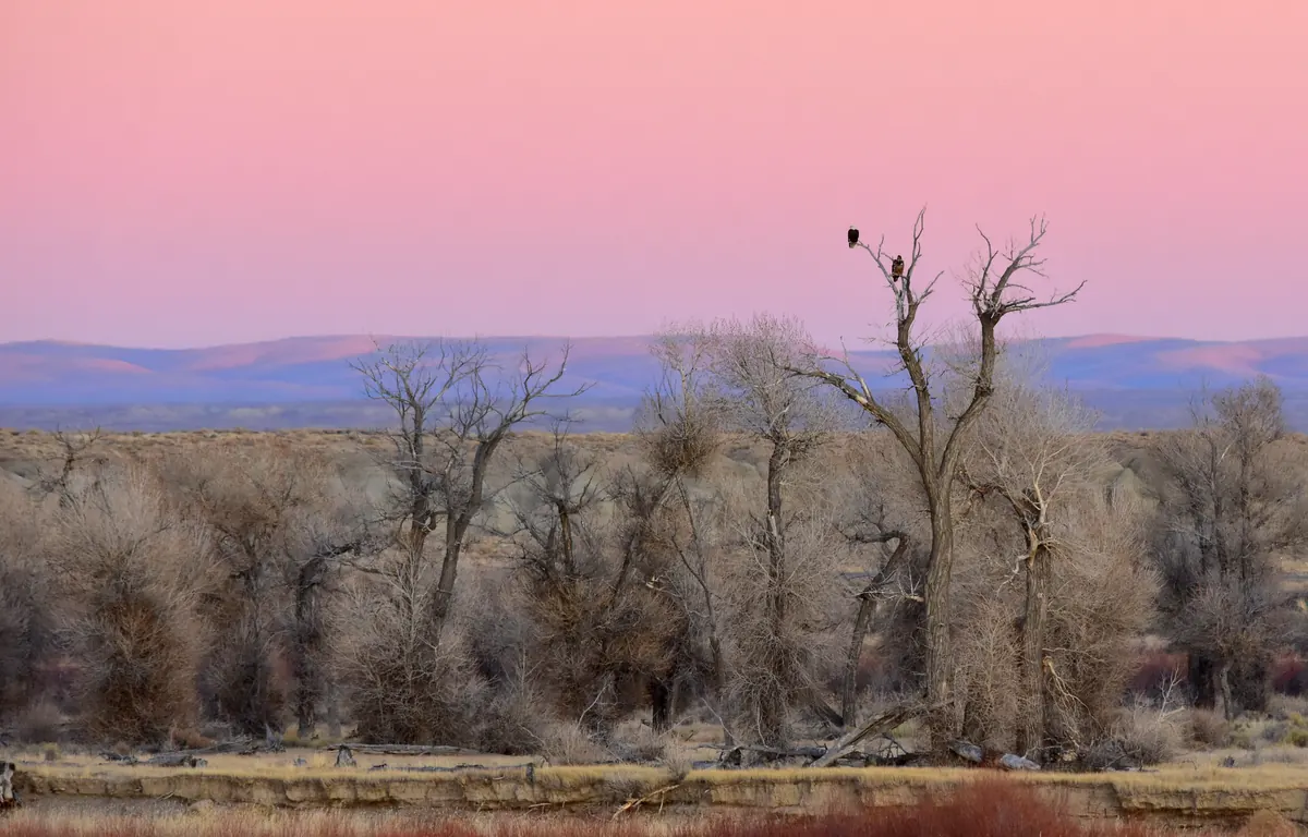 Two bald eagles perched high in a bare cottonwood above a riverside thicket, with pink dusk light over distant hills