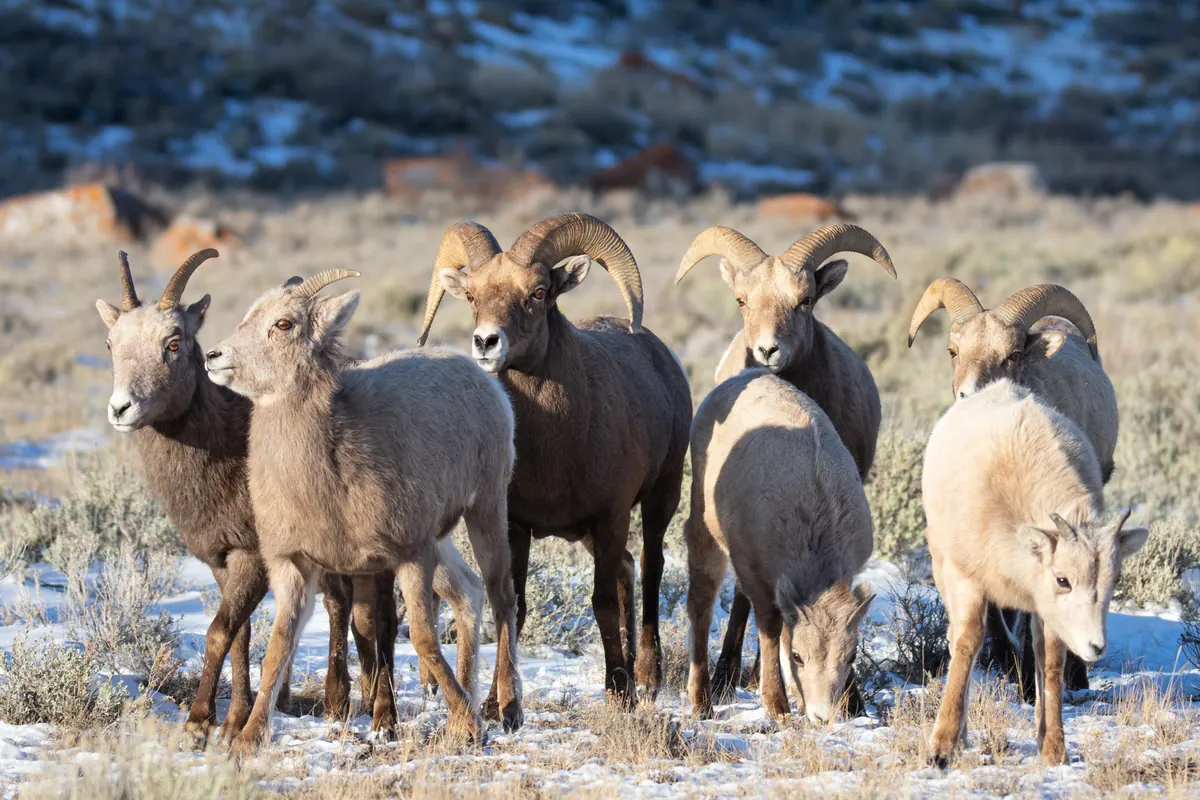 A small band of bighorn sheep, including several rams with thick curled horns, standing close together on snowy sagebrush ground