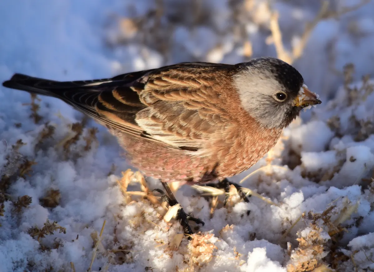 A rosy-finch with a gray crown patch, brown back and pink-washed belly feeding among seed heads on snowy ground