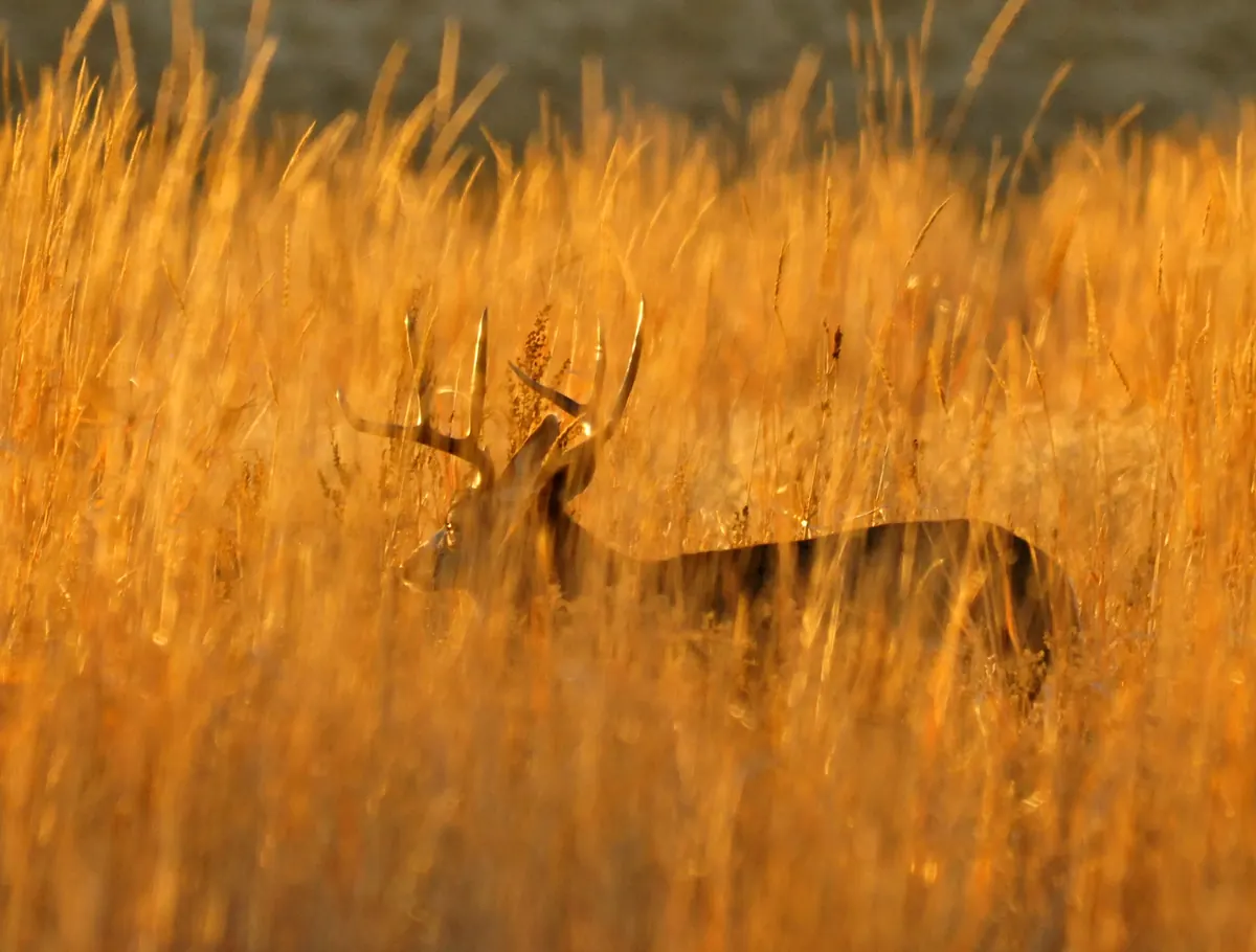 An antlered buck almost hidden in tall golden grass lit by low evening sun
