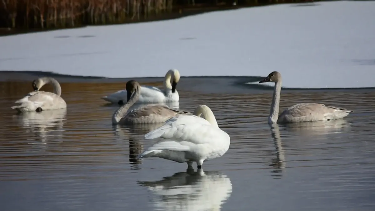 White adult trumpeter swans and gray-brown cygnets resting on a calm stretch of open water beside a sheet of ice