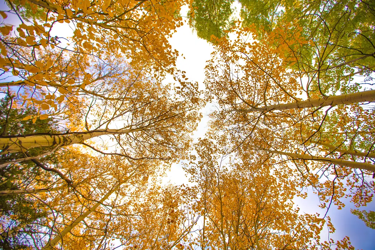 Looking straight up into a canopy of golden aspen leaves against a pale sky