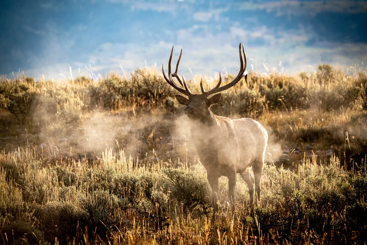 A bull elk with large antlers standing in golden sagebrush, its breath steaming in cold morning light