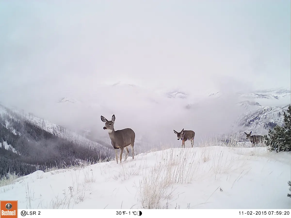 Three mule deer walking across a snowy ridge in fog, photographed by a trail camera
