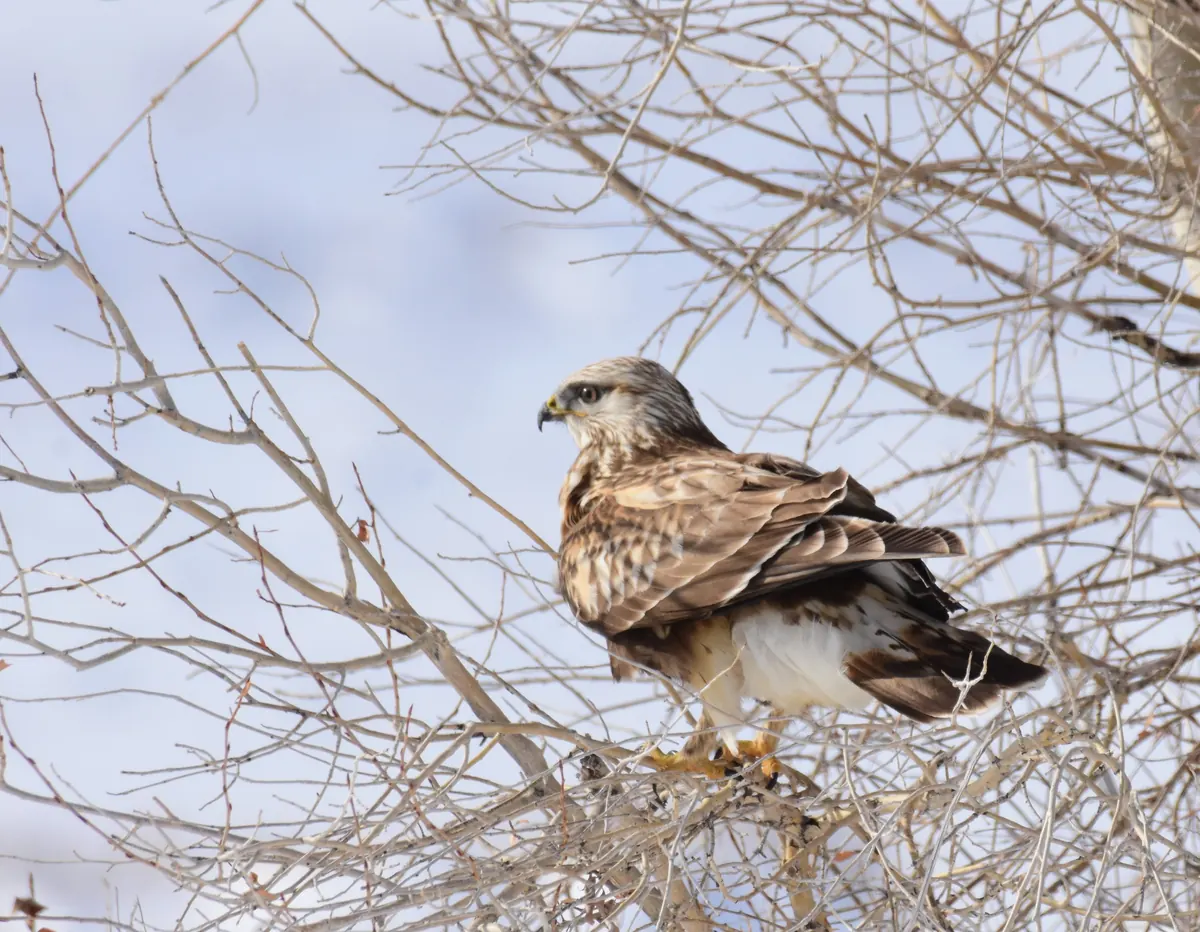 A rough-legged hawk with a pale, speckled breast perched among bare branches