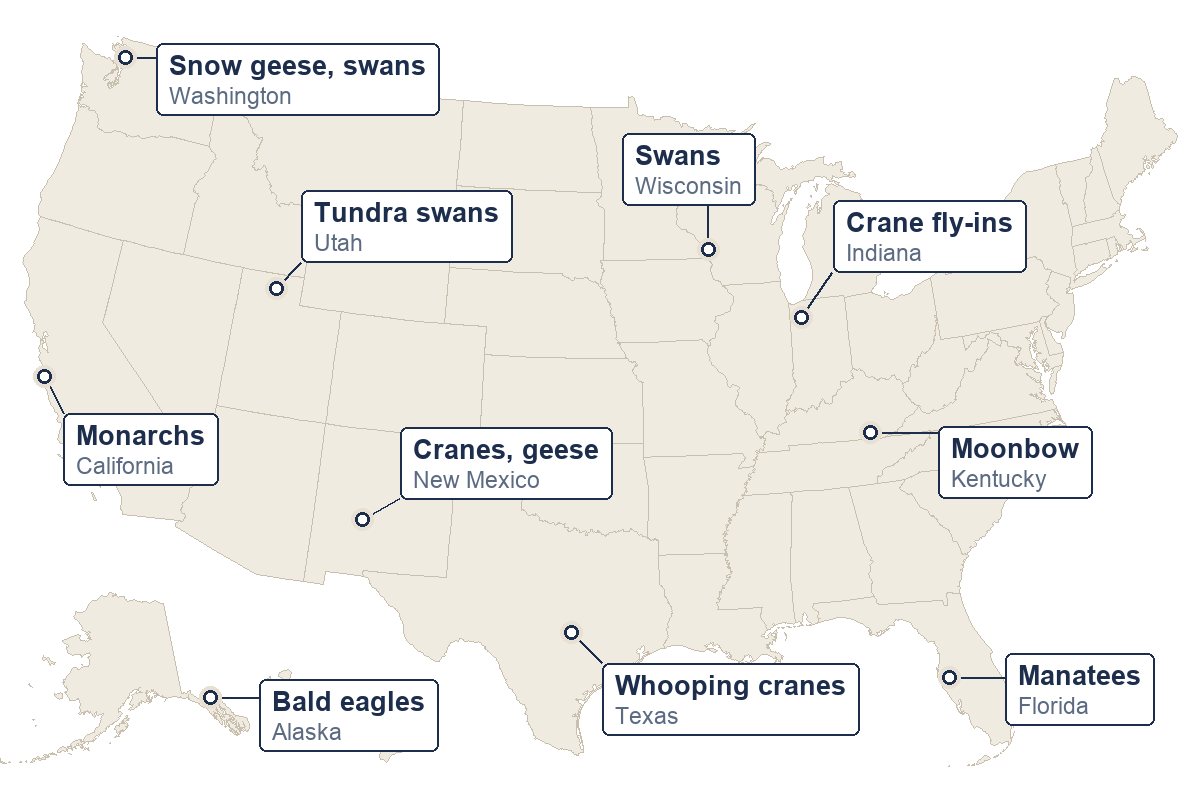 Ten places to see wildlife in November, from Haines, Alaska, to Apollo Beach, Florida