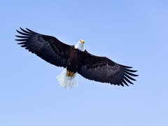 An adult bald eagle soaring with wings fully spread against a pale blue sky