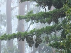 Dense brown clusters of monarch butterflies hanging from the needles of conifer branches in a foggy grove of tall eucalyptus trunks