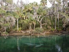 Two manatees resting in clear turquoise spring water below a bank of cabbage palms and live oaks hung with Spanish moss
