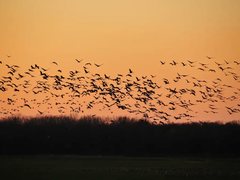A large flock of sandhill cranes lifting off against an orange dusk sky.