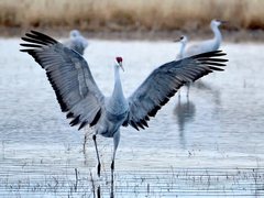A sandhill crane with wings spread wide and red crown visible lands in shallow water, with two more cranes standing behind it.