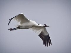 A tall white crane with black wingtips, a red crown and long trailing legs flying against a gray sky