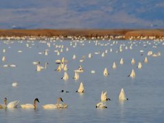 A large flock of white tundra swans on open water, many tipping head-down to feed