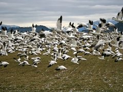 A large flock of white snow geese with black wingtips lifting off a winter field, with snow-dusted hills behind.