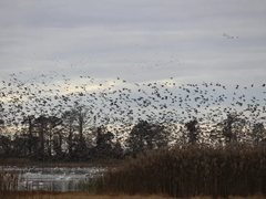 A huge flock of swans and geese in the air above bald cypress trees and reeds at dusk